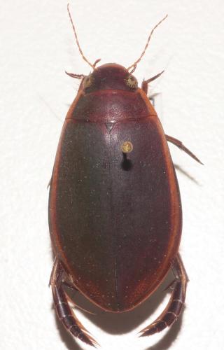 Réf. 270 223 : Cybister lateralimarginalis